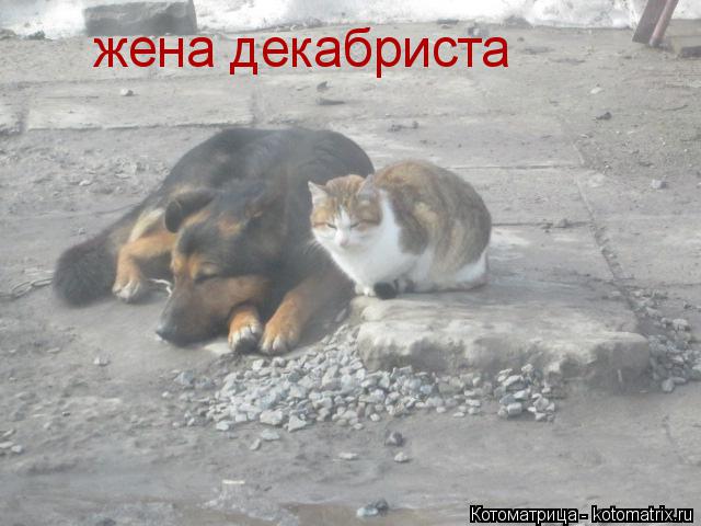 Котоматрица: жена декабриста