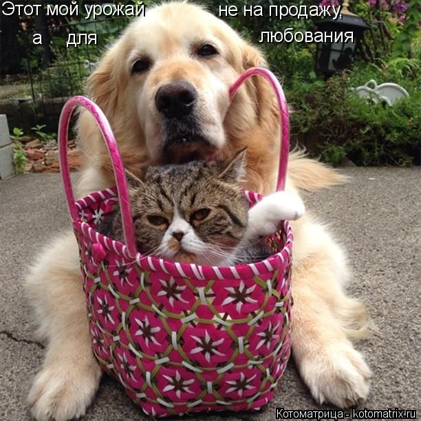 Этот мой урожай а для любования не на продажу,... Котоматрица: Этот мой урожай а для любования не на продажу,