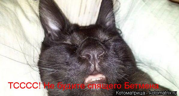 ТСССС! Не будите спящего Бетмена... Котоматрица: ТСССС! Не будите спящего Бетмена