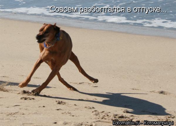 Котоматрица: Совсем разболтался в отпуске...