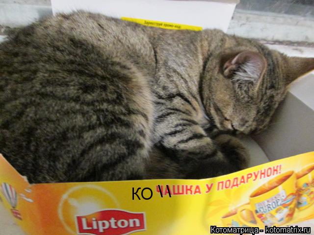 \ \ КО... Котоматрица: \ \ КО