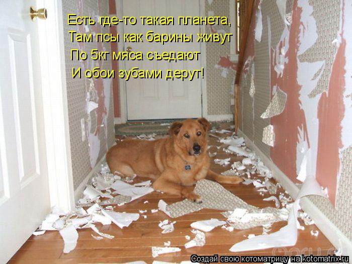Есть где-то такая планета, Есть где-то такая планета, По 5кг мяса съедают Там псы как барины живут И... Котоматрица: Есть где-то такая планета, Есть где-то такая планета, По 5кг мяса съедают Там псы как барины живут И обои зубами дерут!