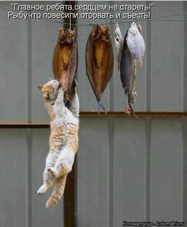 "Главное,ребята,сердцем не стареть!" Рыбу,что повесили,оторвать и съесть!... Котоматрица: "Главное,ребята,сердцем не стареть!" Рыбу,что повесили,оторвать и съесть!