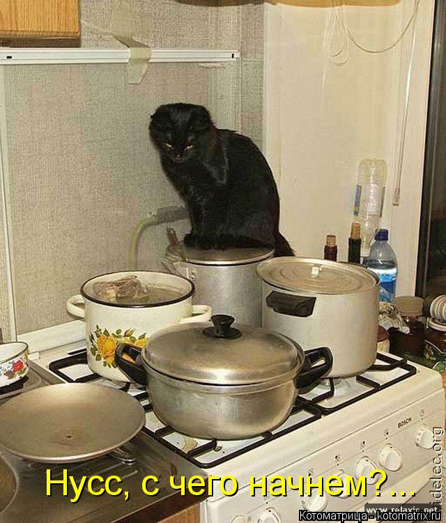 Котоматрица: Нусс, с чего начнем?...