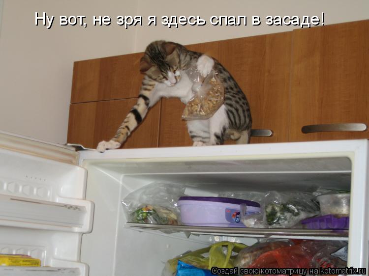 Котоматрица: Ну вот, не зря я здесь спал в засаде!