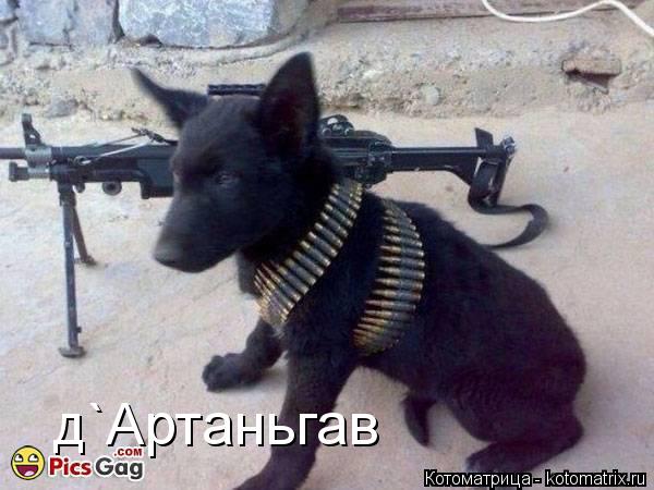 д`Артаньгав... Котоматрица: д`Артаньгав