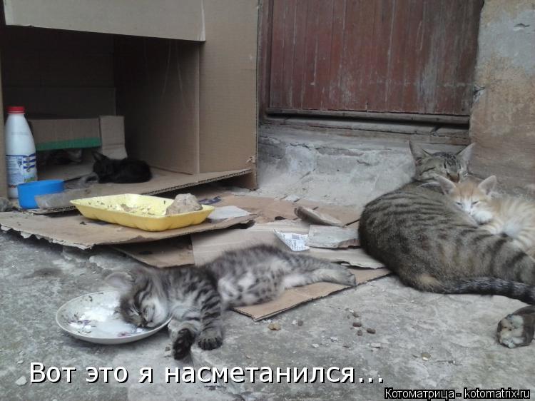 Котоматрица: Вот это я насметанился...