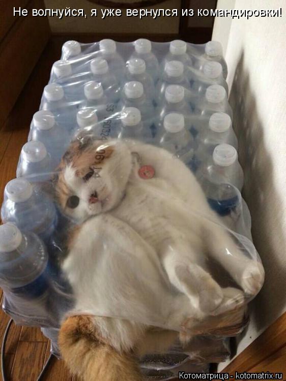 Не волнуйся, я уже вернулся из командировки!... Котоматрица: Не волнуйся, я уже вернулся из командировки!