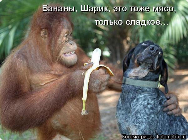 Бананы, Шарик, это тоже мясо, только сладкое...... Котоматрица: Бананы, Шарик, это тоже мясо, только сладкое...