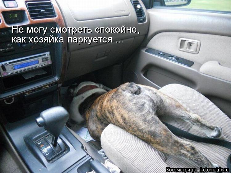 Котоматрица: как хозяйка паркуется ... Не могу смотреть спокойно,