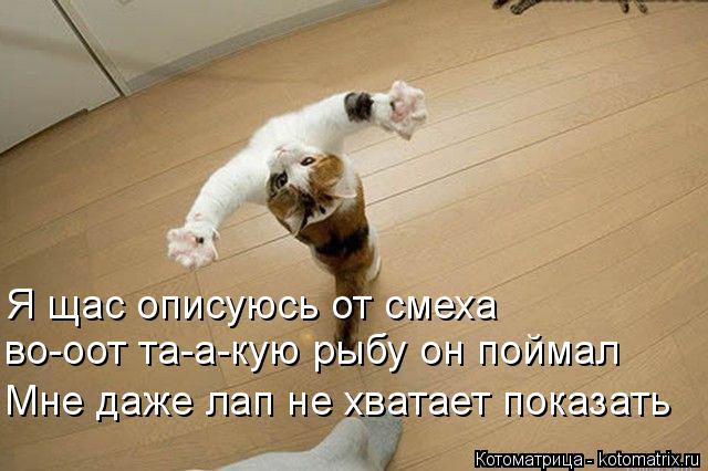 Я щас описуюсь от смеха во-оот та-а-кую рыбу он поймал Мне даже лап не хватает показать... Котоматрица: Я щас описуюсь от смеха во-оот та-а-кую рыбу он поймал Мне даже лап не хватает показать