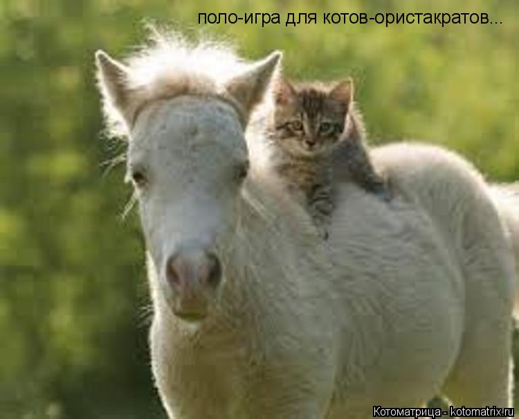 поло-игра для котов-ористакратов...... Котоматрица: поло-игра для котов-ористакратов...