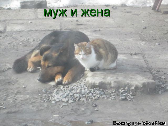 Котоматрица: муж и жена