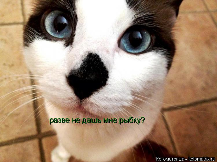 разве не дашь мне рыбку?... Котоматрица: разве не дашь мне рыбку?