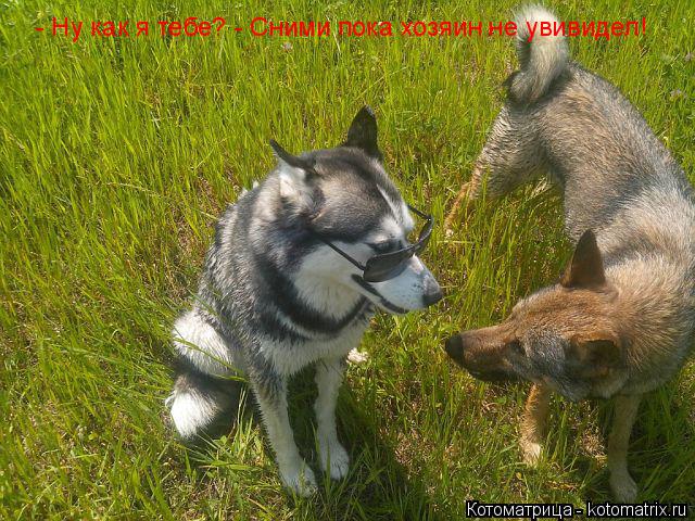 Ну как я тебе? - Стильно, но я бы лучше сняла, пока твой хозяин не увидел. - Ну как я тебе? - Сними п... Котоматрица: Ну как я тебе? - Стильно, но я бы лучше сняла, пока твой хозяин не увидел. - Ну как я тебе? - Сними пока хозяин не увивидел!