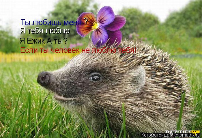 я тебя люблю ежик картинки онлайн