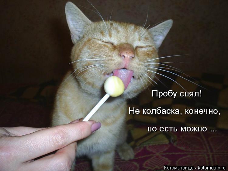 Котоматрица: Пробу снял! Не колбаска, конечно, но есть можно ...
