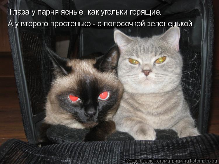 Котоматрица: А у второго простенько - с полосочкой зелененькой. Глаза у парня ясные, как угольки горящие.