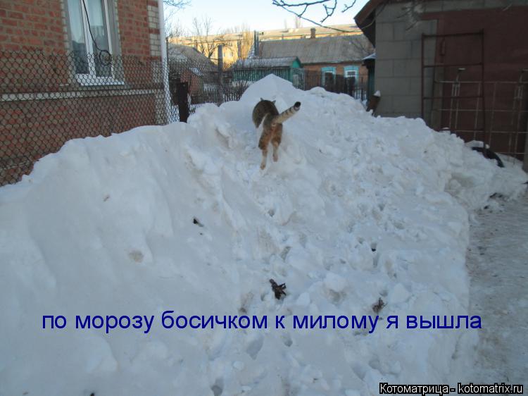 Котоматрица: по морозу босичком к милому я вышла