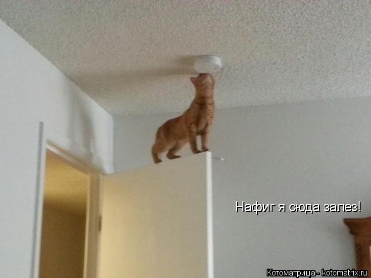 Нафиг я сюда залез!... Котоматрица: Нафиг я сюда залез!