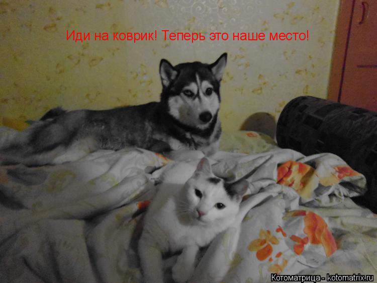 Иди на коврик! Теперь это наше место!... Котоматрица: Иди на коврик! Теперь это наше место!