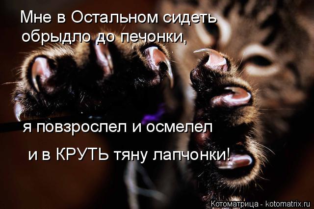 Котоматрица: Мне в Остальном сидеть обрыдло до печонки, я повзрослел и осмелел и в КРУТЬ тяну лапчонки!