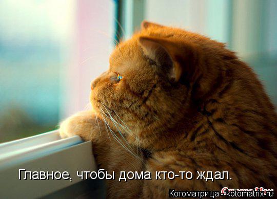 Котоматрица: Главное, чтобы дома кто-то ждал.