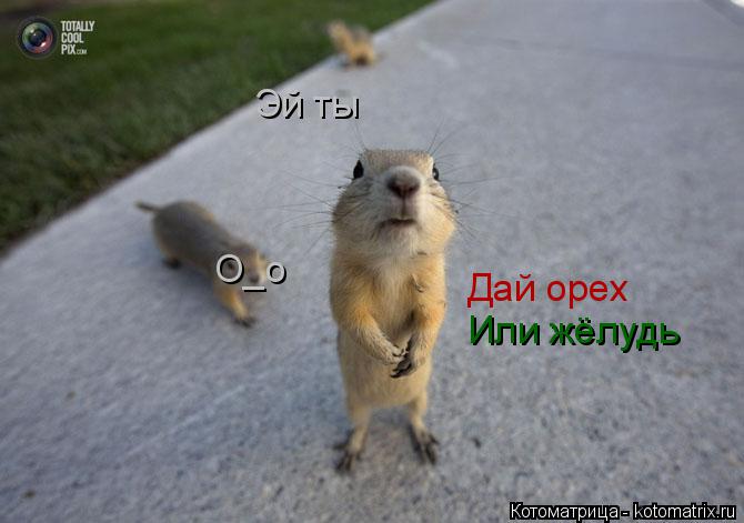 Эй ты Дай орех Или жёлудь O_o... Котоматрица: Эй ты Дай орех Или жёлудь O_o