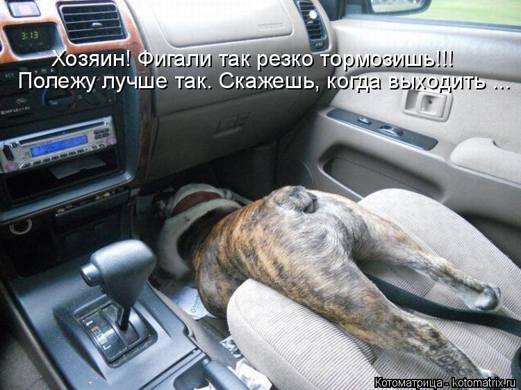 Котоматрица: Хозяин! Фигали так резко тормозишь!!! Полежу лучше так. Скажешь, когда выходить ...