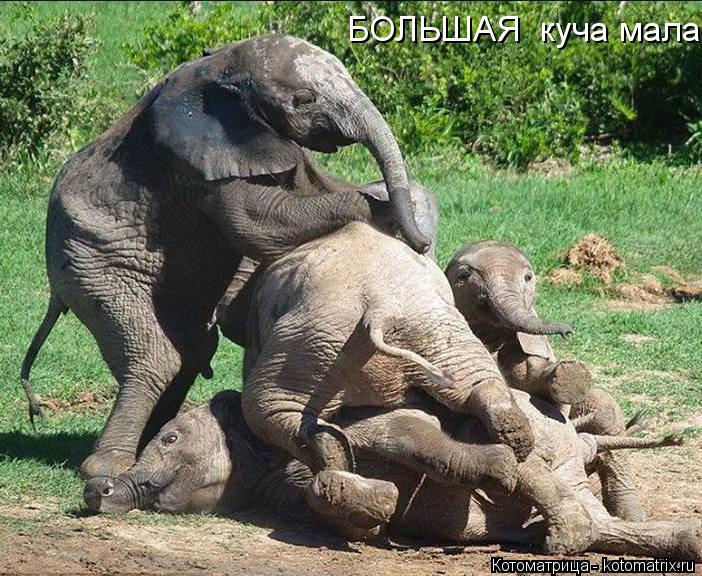 Котоматрица: БОЛЬШАЯ  куча мала