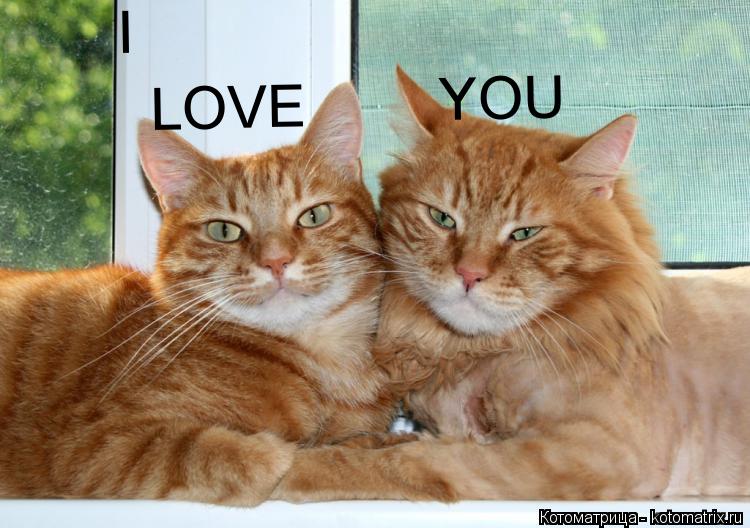 Котоматрица: I LOVE YOU
