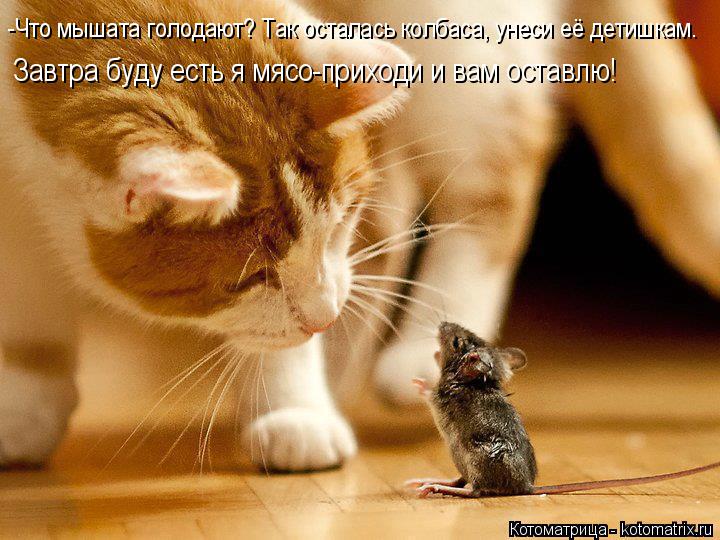 -Что мышата голодают? Так осталась колбаса, унеси её детишкам. Завтра буду есть я мясо-приходи и вам ... Котоматрица: -Что мышата голодают? Так осталась колбаса, унеси её детишкам. Завтра буду есть я мясо-приходи и вам оставлю!