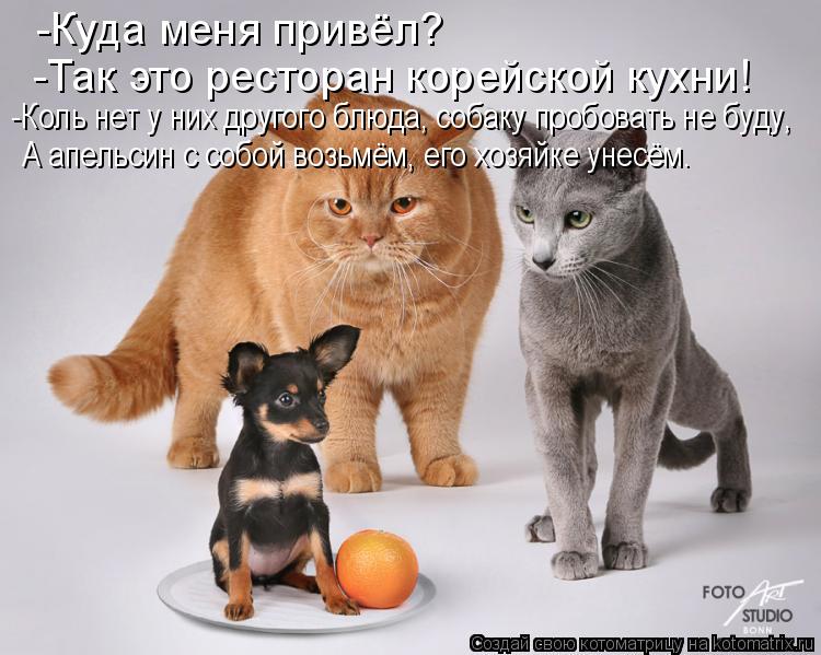 -Куда меня привёл? -Так это ресторан корейской кухни! -Коль нет у них другого блюда, собаку пробовать... Котоматрица: -Куда меня привёл? -Так это ресторан корейской кухни! -Коль нет у них другого блюда, собаку пробовать не буду, А апельсин с собой возьмём, его