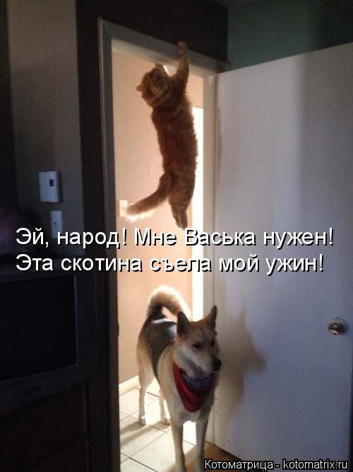 Котоматрица: Эй, народ! Мне Васька нужен! Эта скотина съела мой ужин!