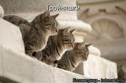 Котоматрица: Тройняшки.