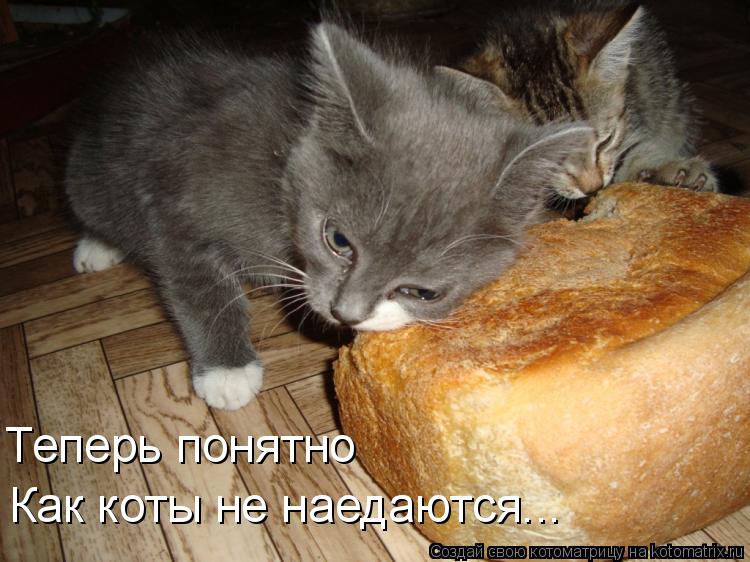 Котоматрица: Теперь понятно  Как коты не наедаются...
