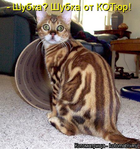 Котоматрица: - Шубка? Шубка от КОТюр!