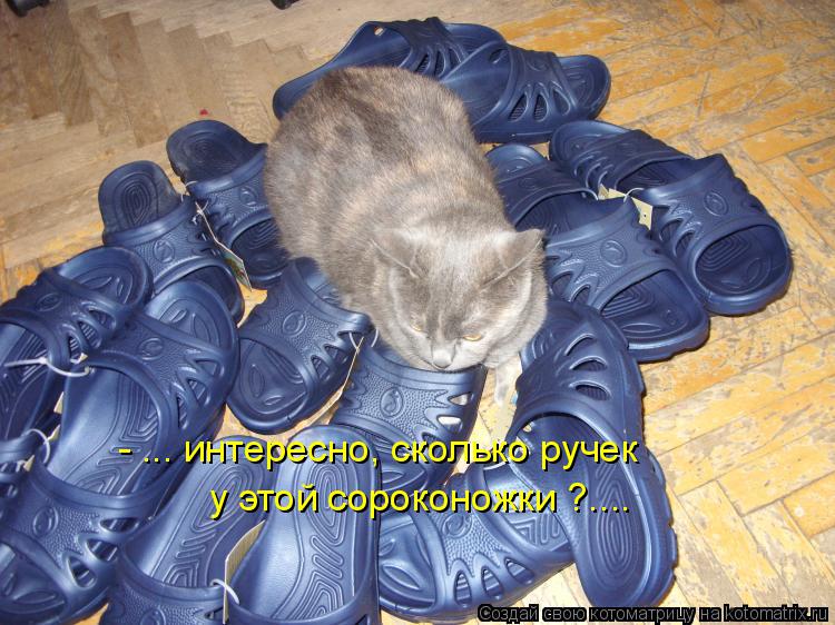 Котоматрица: - ... интересно, сколько ручек у этой сороконожки ?....