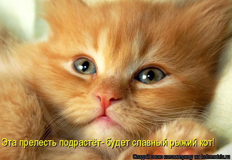 Котоматрица: Эта прелесть подрастёт- будет славный рыжий кот!