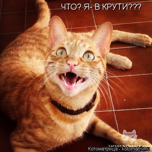 ЧТО? Я- В КРУТИ???... Котоматрица: ЧТО? Я- В КРУТИ???