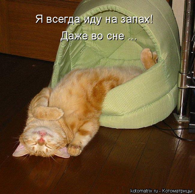Котоматрица: Я всегда иду на запах! Даже во сне ...
