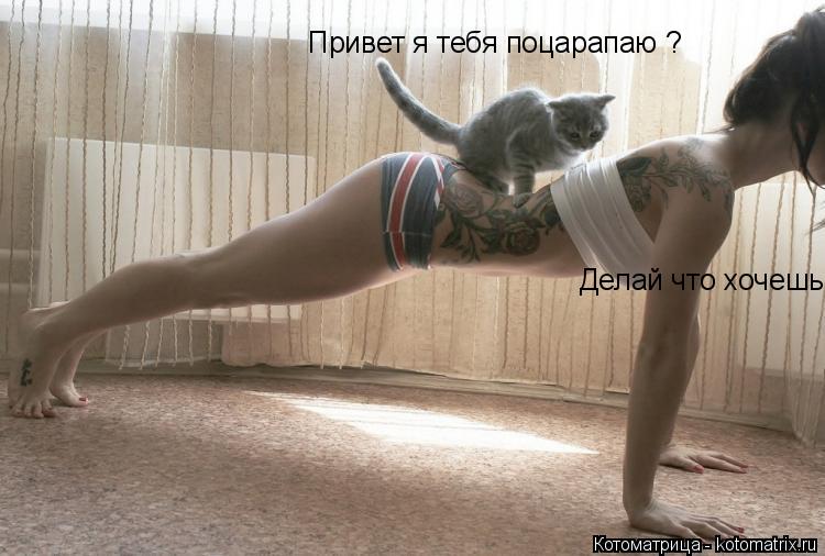 Котоматрица: Привет я тебя поцарапаю ? Делай что хочешь