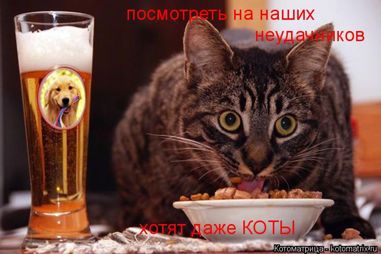 посмотреть на наших неудачников хотят даже КОТЫ... Котоматрица: посмотреть на наших неудачников хотят даже КОТЫ