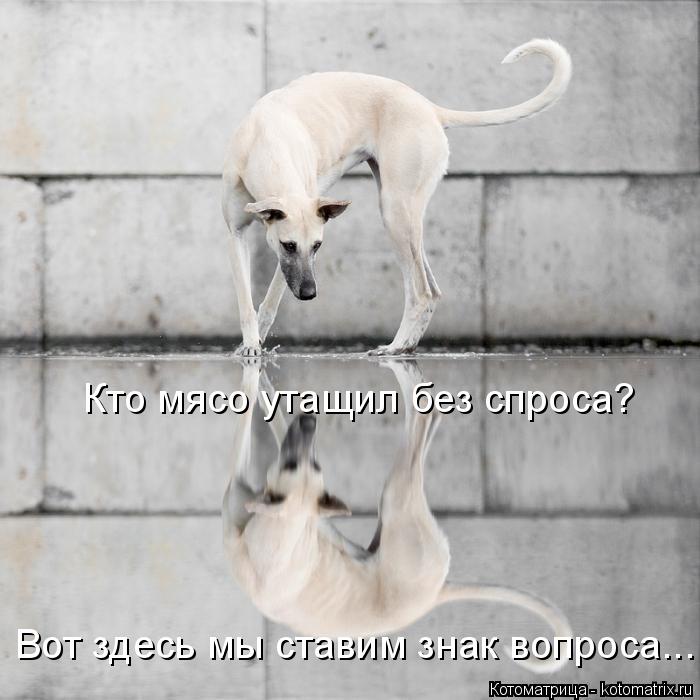 Котоматрица: Кто мясо утащил без спроса? Вот здесь мы ставим знак вопроса...