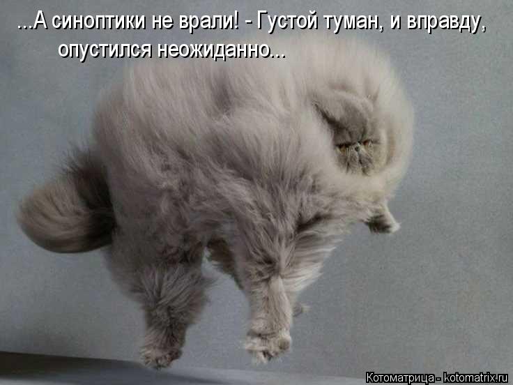 Котоматрица: ...А синоптики не врали! - Густой туман, и вправду, опустился неожиданно...