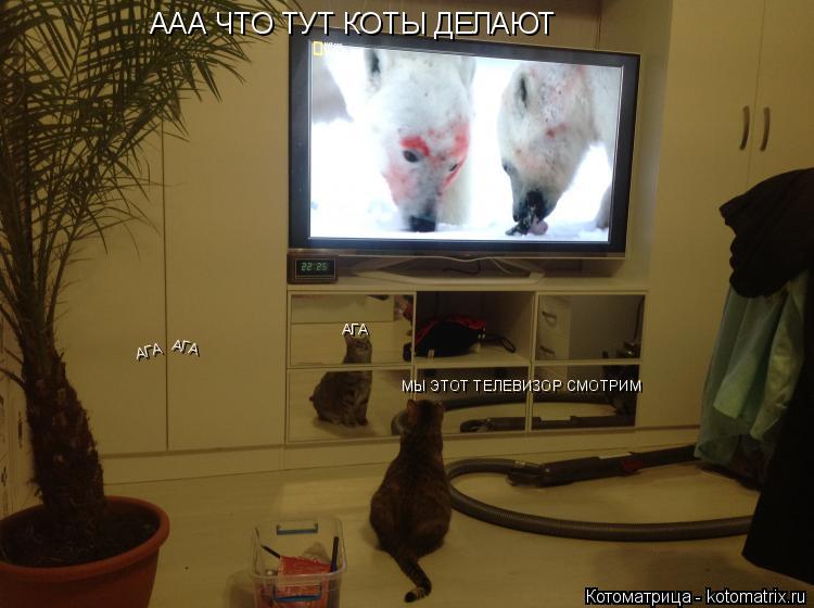 Котоматрица: ААА ЧТО ТУТ КОТЫ ДЕЛАЮТ МЫ ЭТОТ ТЕЛЕВИЗОР СМОТРИМ АГА АГА АГА