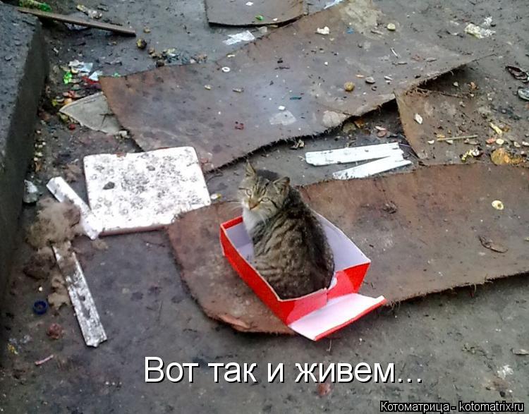 Котоматрица: Вот так и живем...