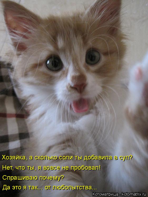 Котоматрица: Хозяйка, а сколько соли ты добавила в суп? Нет, что ты, я вовсе не пробовал!  Спрашиваю почему?  Да это я так... от любопытства...