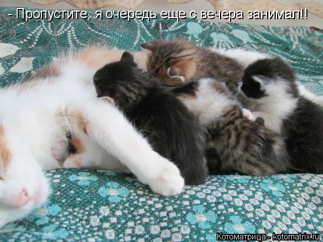 Котоматрица: - Пропустите, я очередь еще с вечера занимал!!