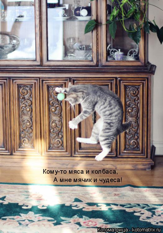 Котоматрица: Кому-то мяса и колбаса, А мне мячик и чудеса!